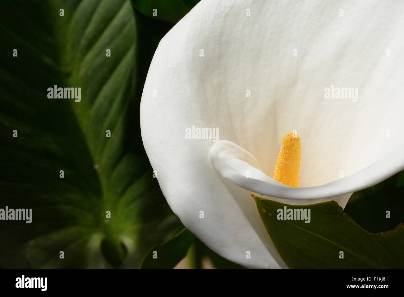 Weiße Calla lily Details. Die gelbe Blütenstand typisch für dieses Werk der afrikanischen Ursprungs ist hervorgehoben Stockfoto