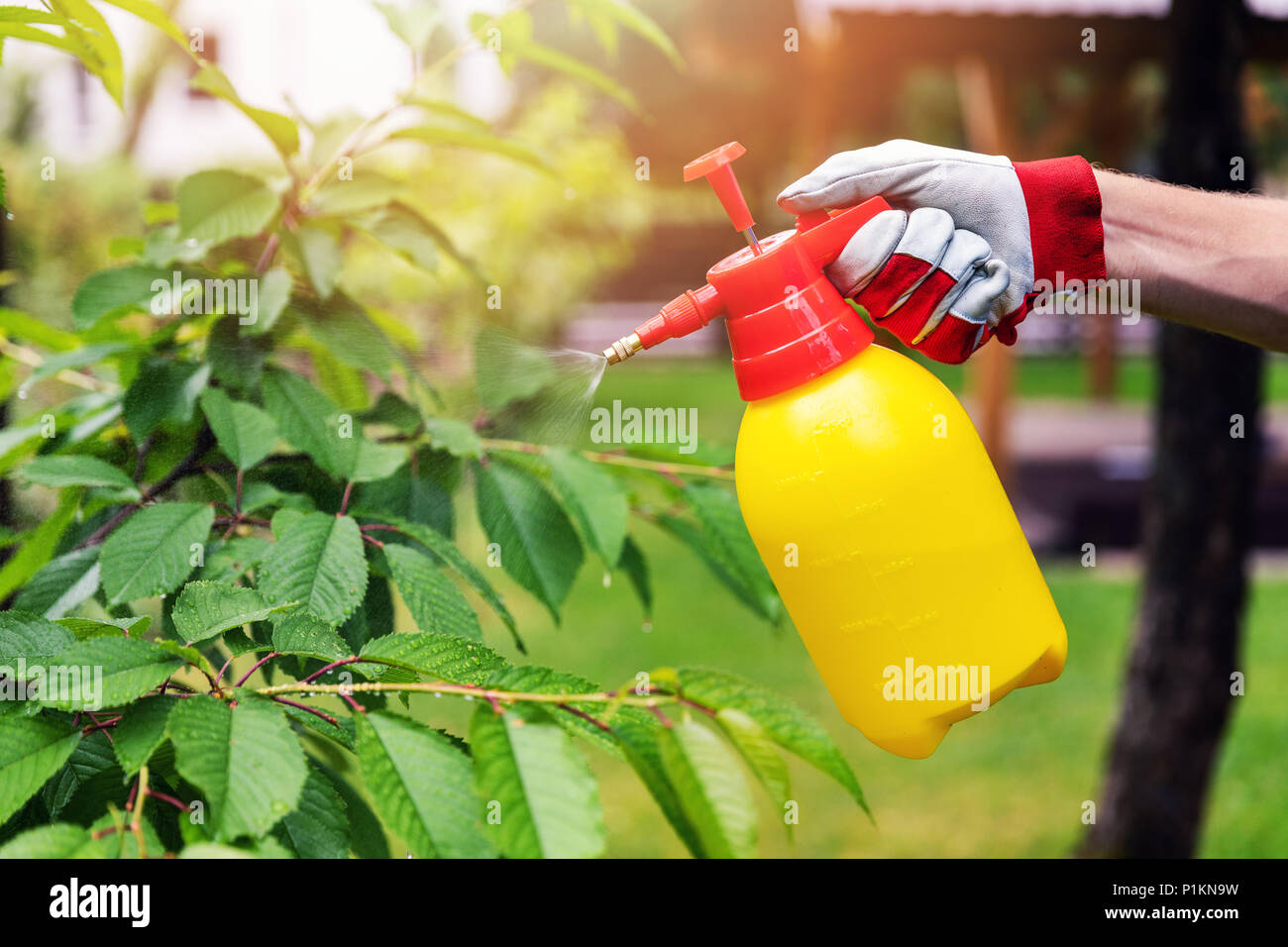 Gärtner spritzen cherry tree gegen Schädlinge und Krankheiten Stockfoto