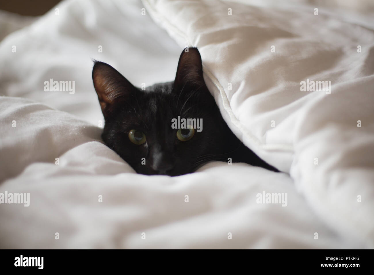 Eine schwarze Katze peering aus einer Steppdecke Steppdecke auf einem Bett. Stockfoto