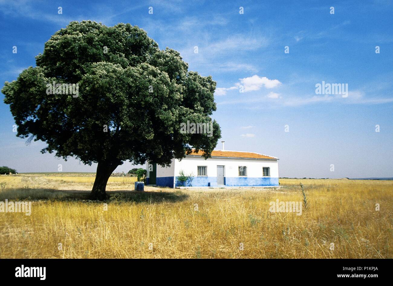 Osa de Montiel, "cortijo" (farm house/Land) mit Steineichen. Stockfoto