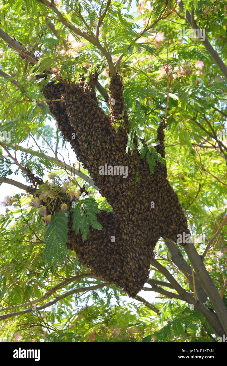 Ein Schwarm von Honig Bienen auf der Mimosa Tree in Canyon, Texas, USA Stockfoto