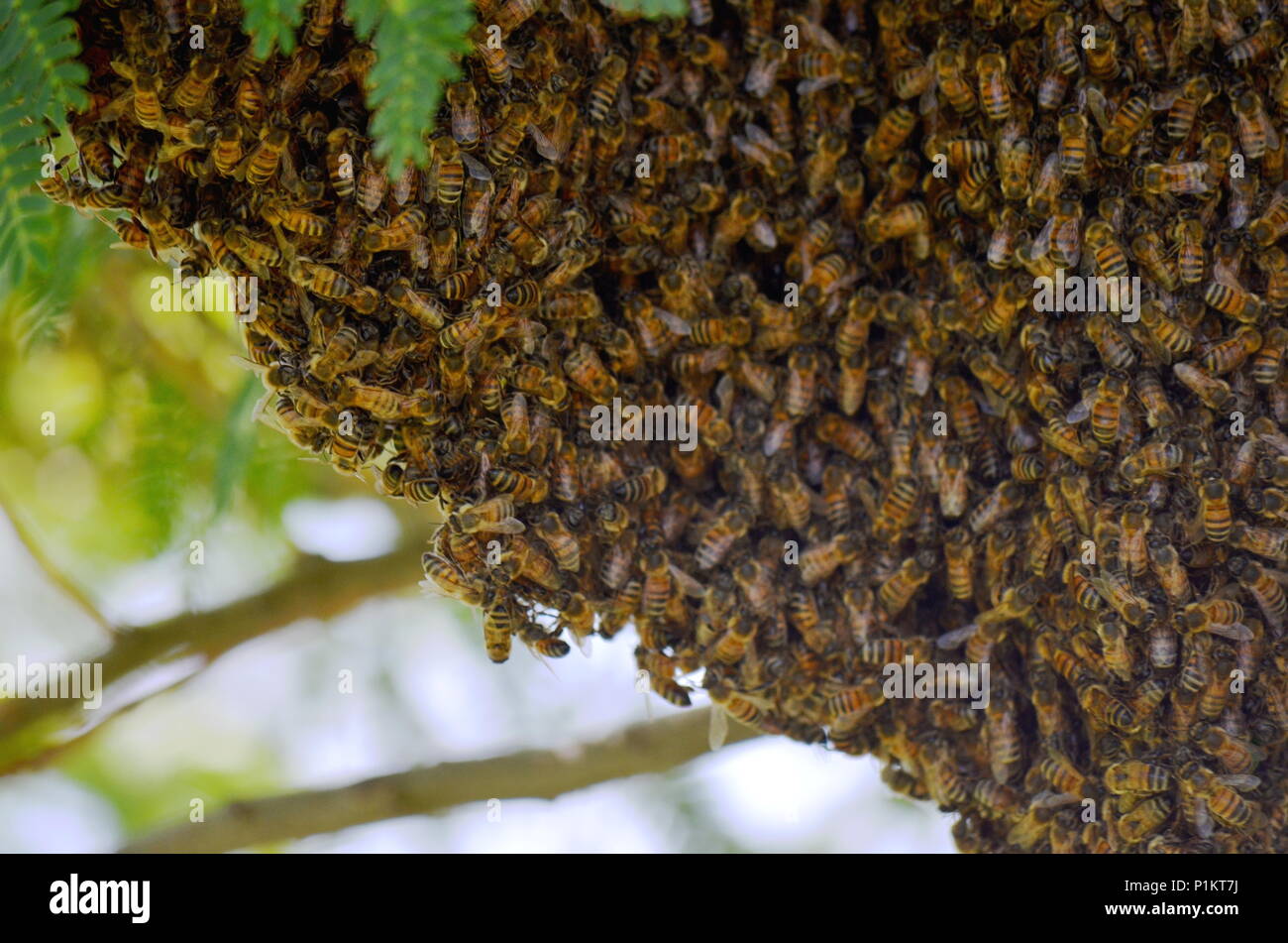 Ein Schwarm von Honig Bienen auf der Mimosa Tree in Canyon, Texas, USA Stockfoto
