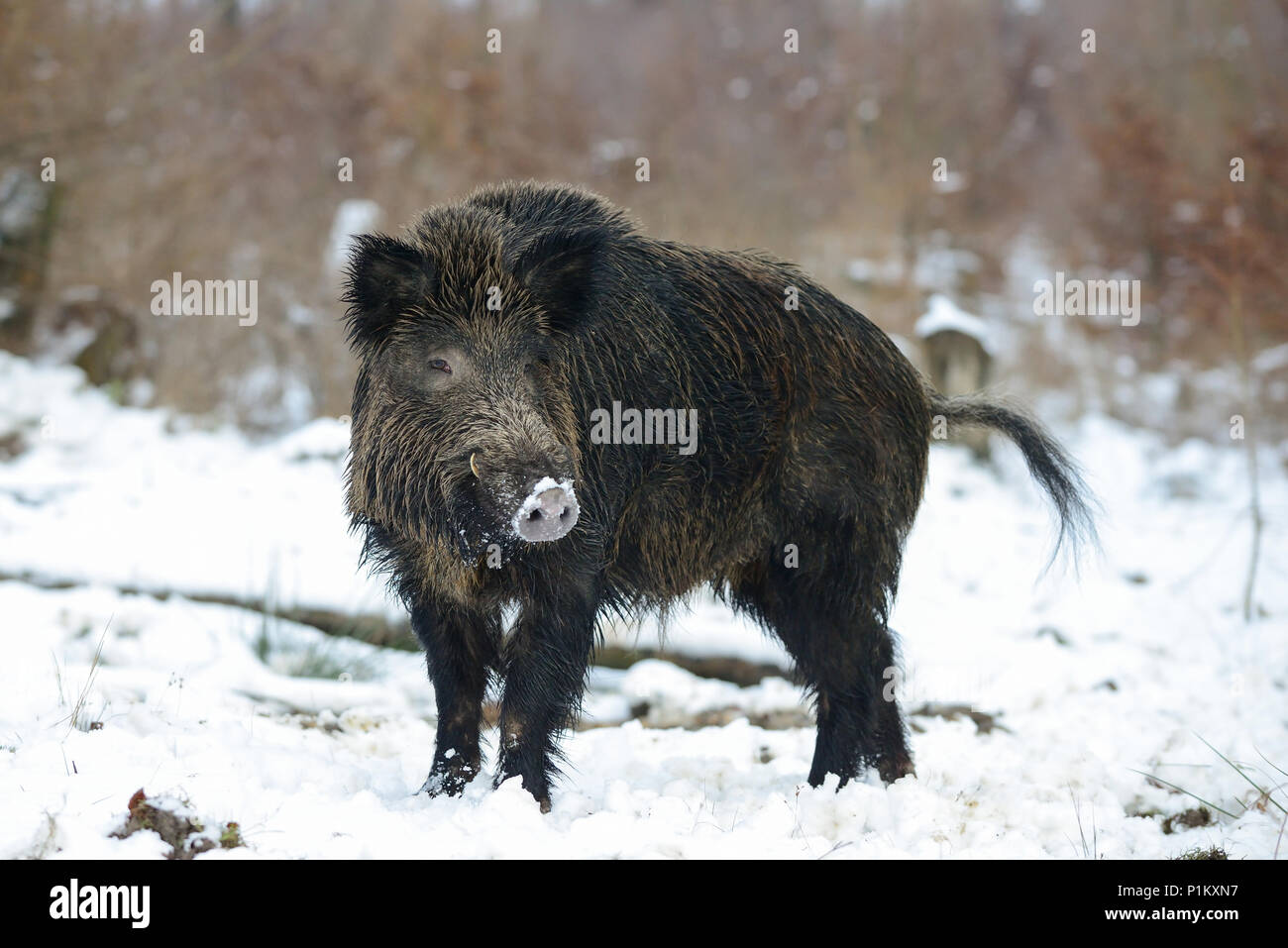 Männliche Wildschweine im Wald, Winter, (Sus scrofa) Stockfoto