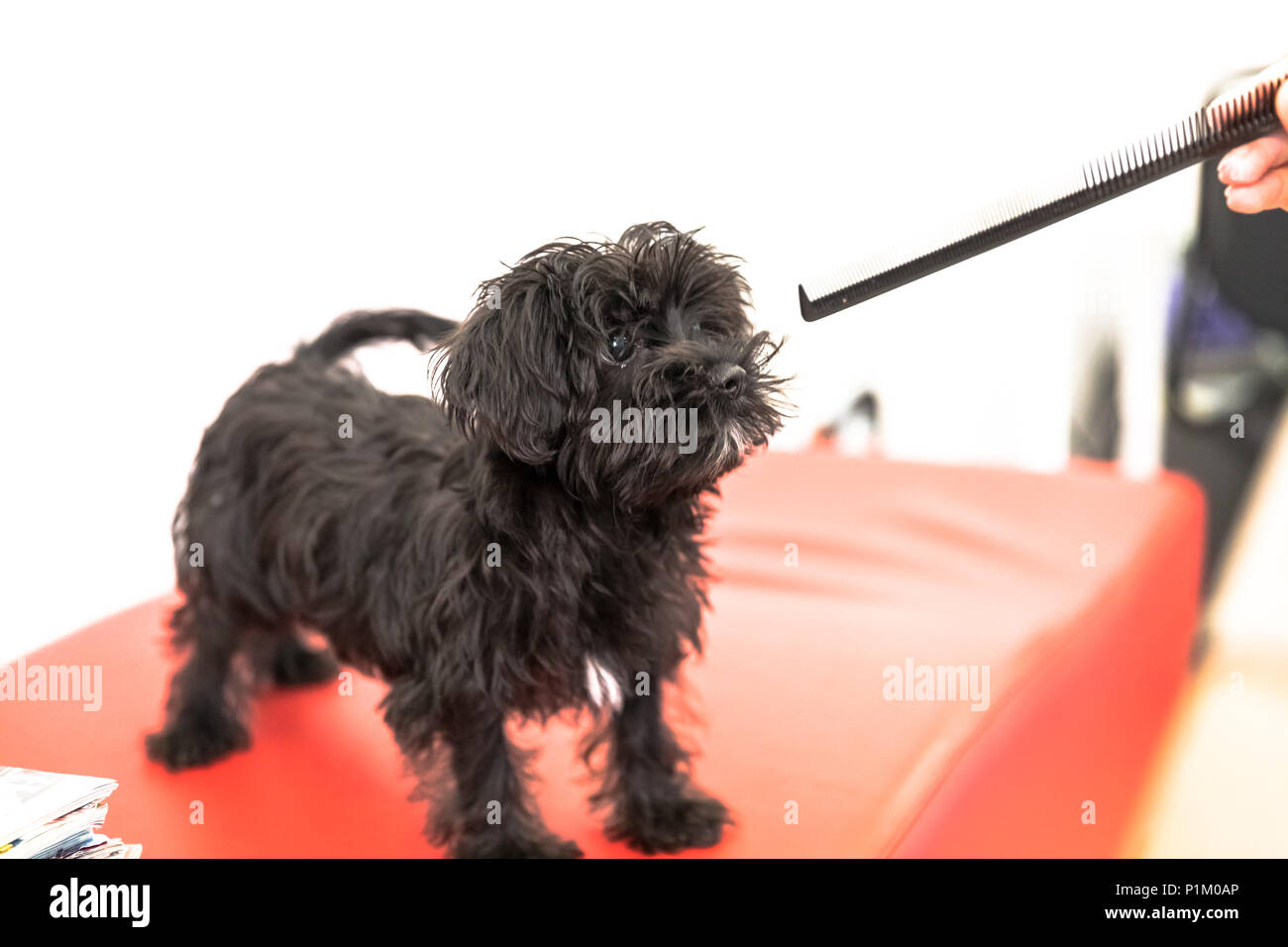 4 Monate alten Welpen Malkie Hund, auf einem roten Sofa spielt mit einem Stock. Rasse Malteser und Yorkshire Terrier Hunde. Auf weissem Hintergrund. Stockfoto