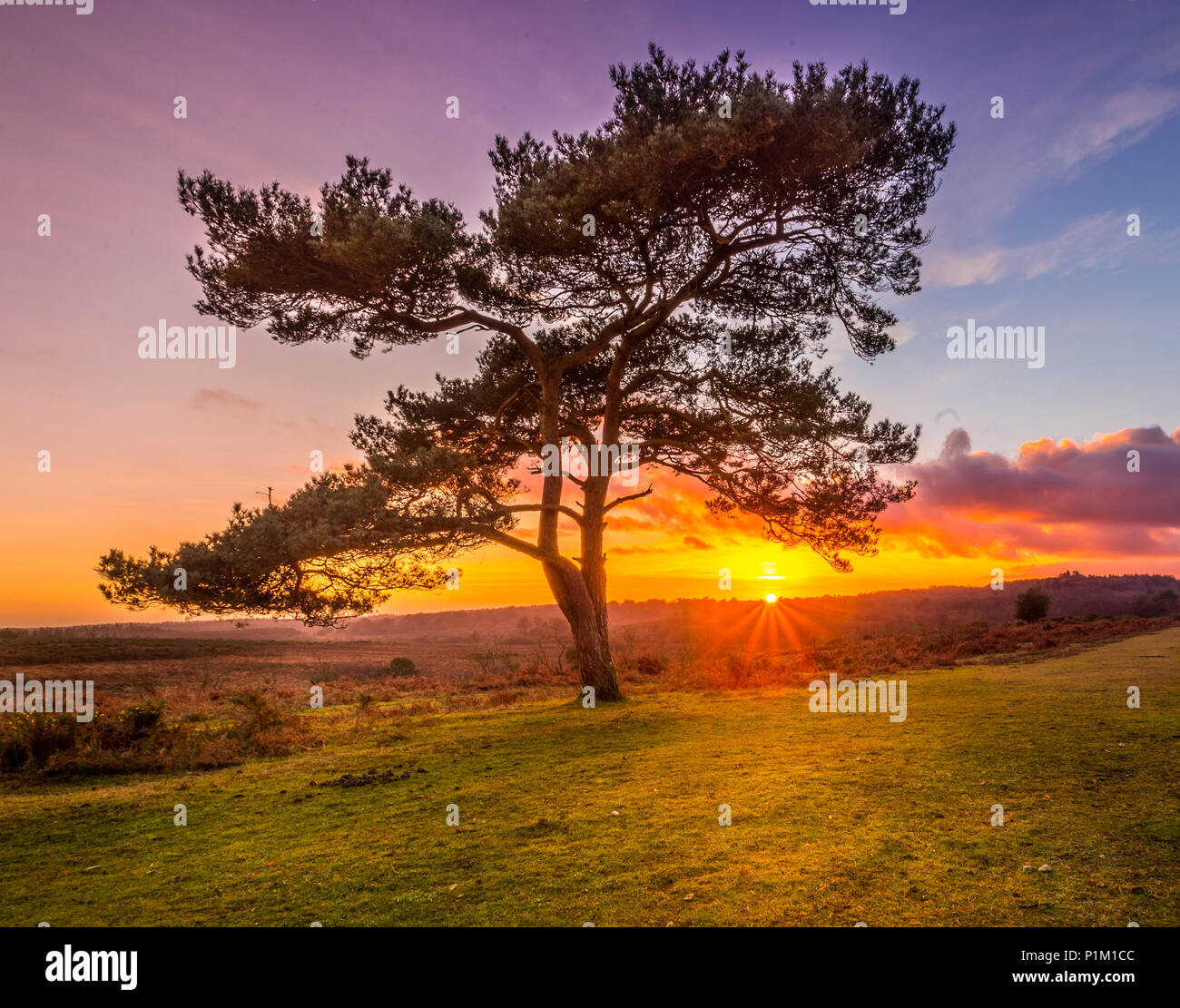 Bratley View, New Forest - Lone Tree - Foto Aufgenommen Von Andy Hornby Photography (http://www.ahPhotographyWorkshops.uk) Stockfoto