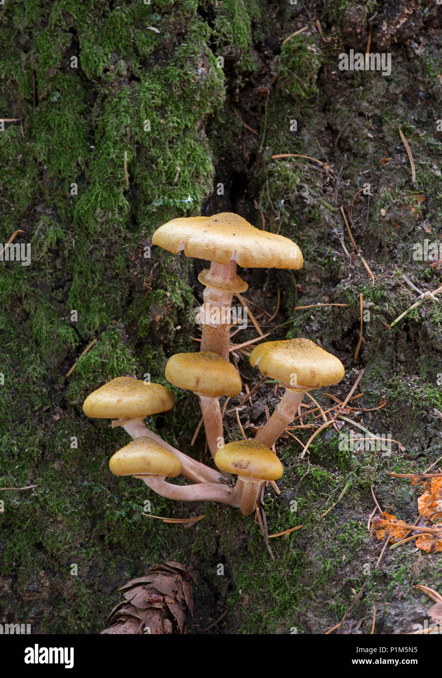 Honig Pilz: Armillaria Mellea. Surrey, Großbritannien. Stockfoto