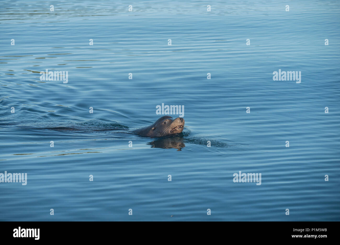 Steller Sea Lion: Eumetopias jubatus. British Columbia, Kanada. Stockfoto