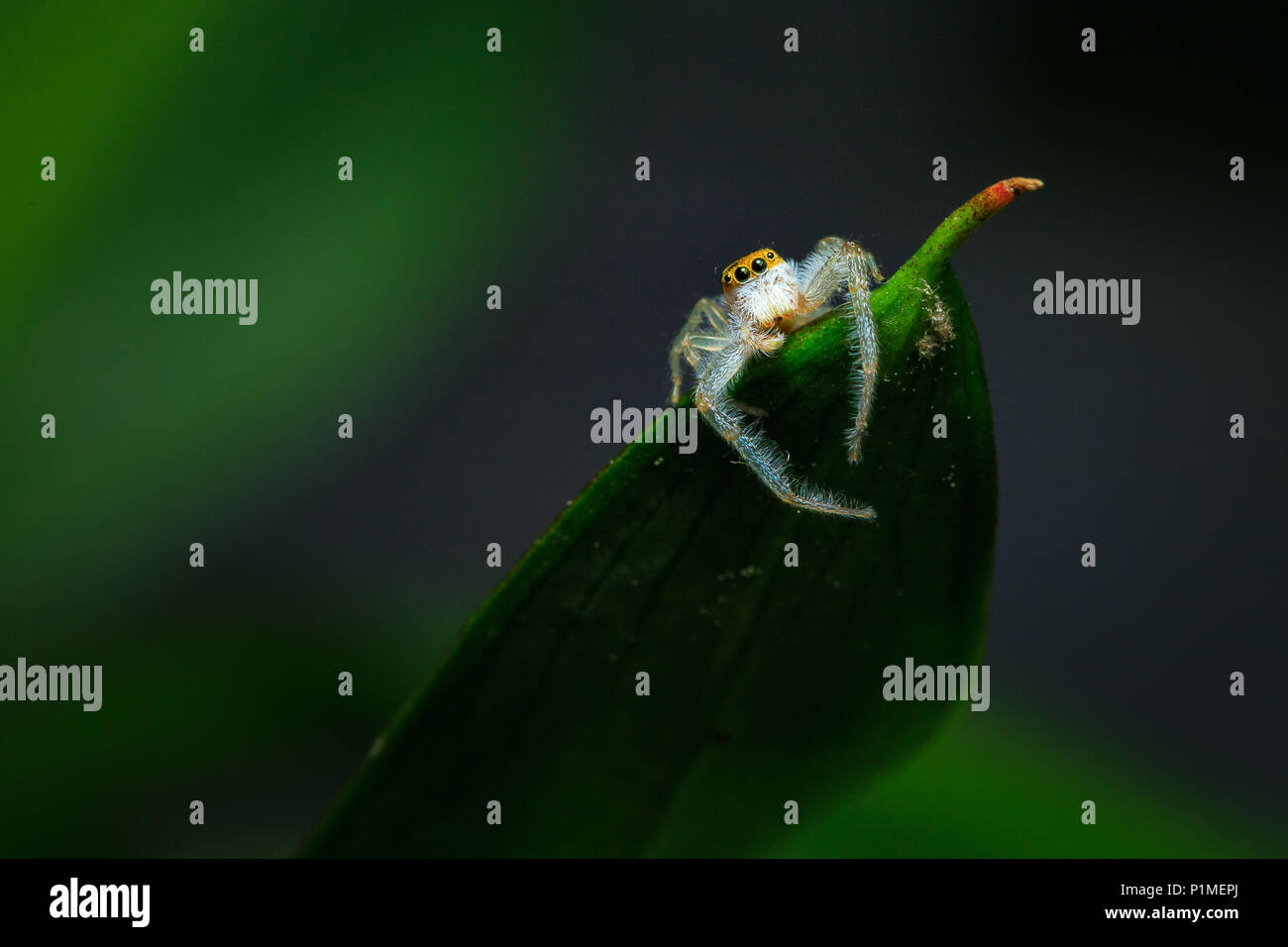 Jumping spider Übergabe am Rand der Spitze eines grünen Blatt. Stockfoto