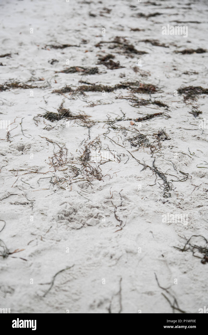 Makro Detail Nahaufnahme von Sandstrand mit trockenen Sea Grass Stockfoto