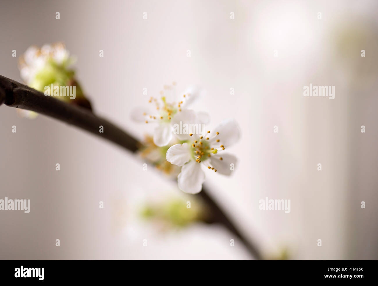 Cherry Blossom Zweig in der Blüte Stockfoto