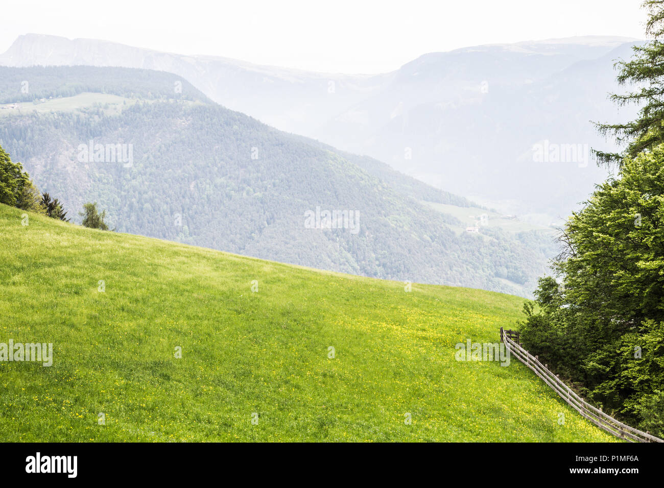 Grüne Wiese in den Bergen von Südtirol Stockfoto