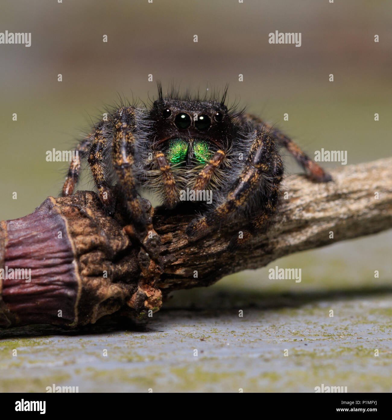 Nahaufnahme Makro Foto von einem springenden Spinne stehend auf einem Stick Stockfoto