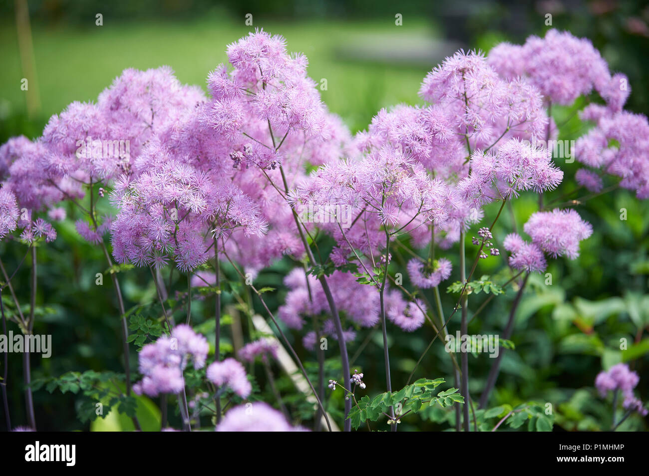 Chinesische Rue (Thailictrum ssp) Stockfoto
