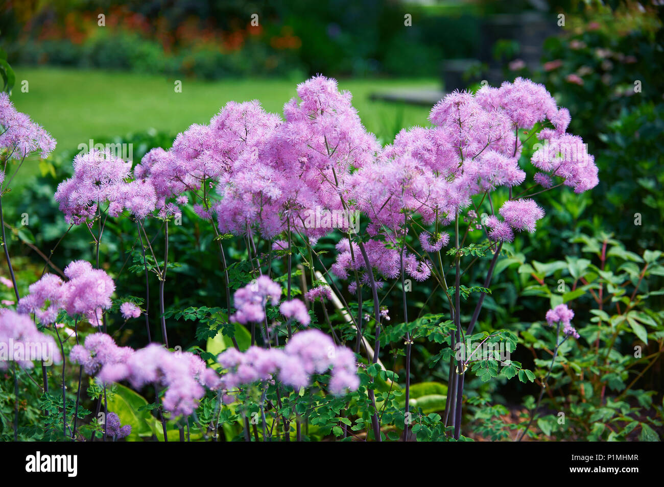 Chinesische Rue (Thailictrum ssp) Stockfoto