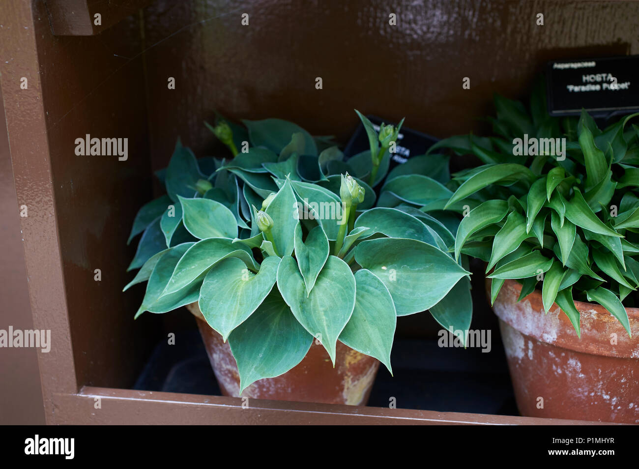 Hosta Pflanzen in einer förmlichen Garten wachsenden Stockfoto