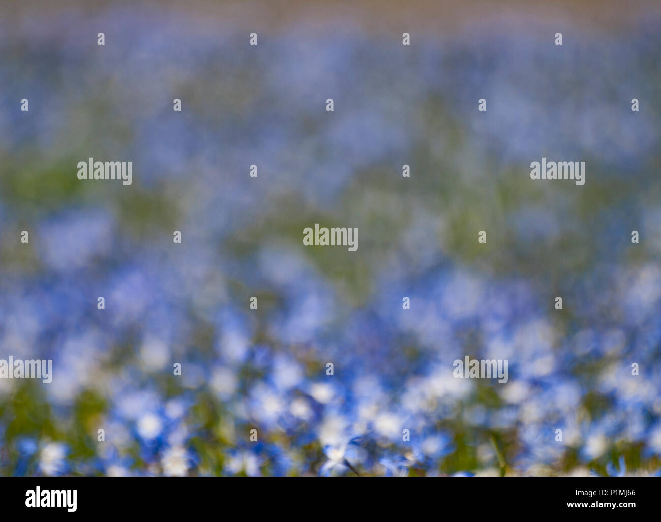 Hintergrund. Unscharfer Bereich der blaue Blüten. Stockfoto