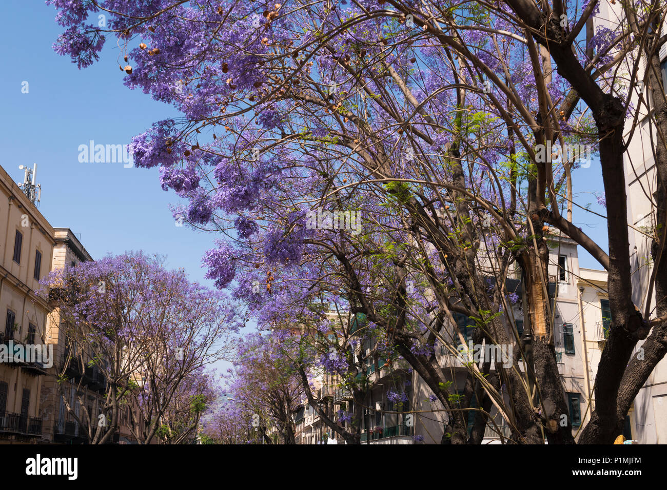 Italien Sizilien Palermo lila Flieder mauve Blue Jacaranda mimosifolia Schwarz Poui oder Fern Tree Jacaranda Acutifolia Straße Avenue Stockfoto