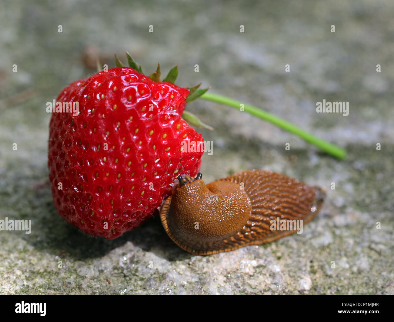 Slug isst frische Erdbeeren auf Stein Hintergrund. Stockfoto