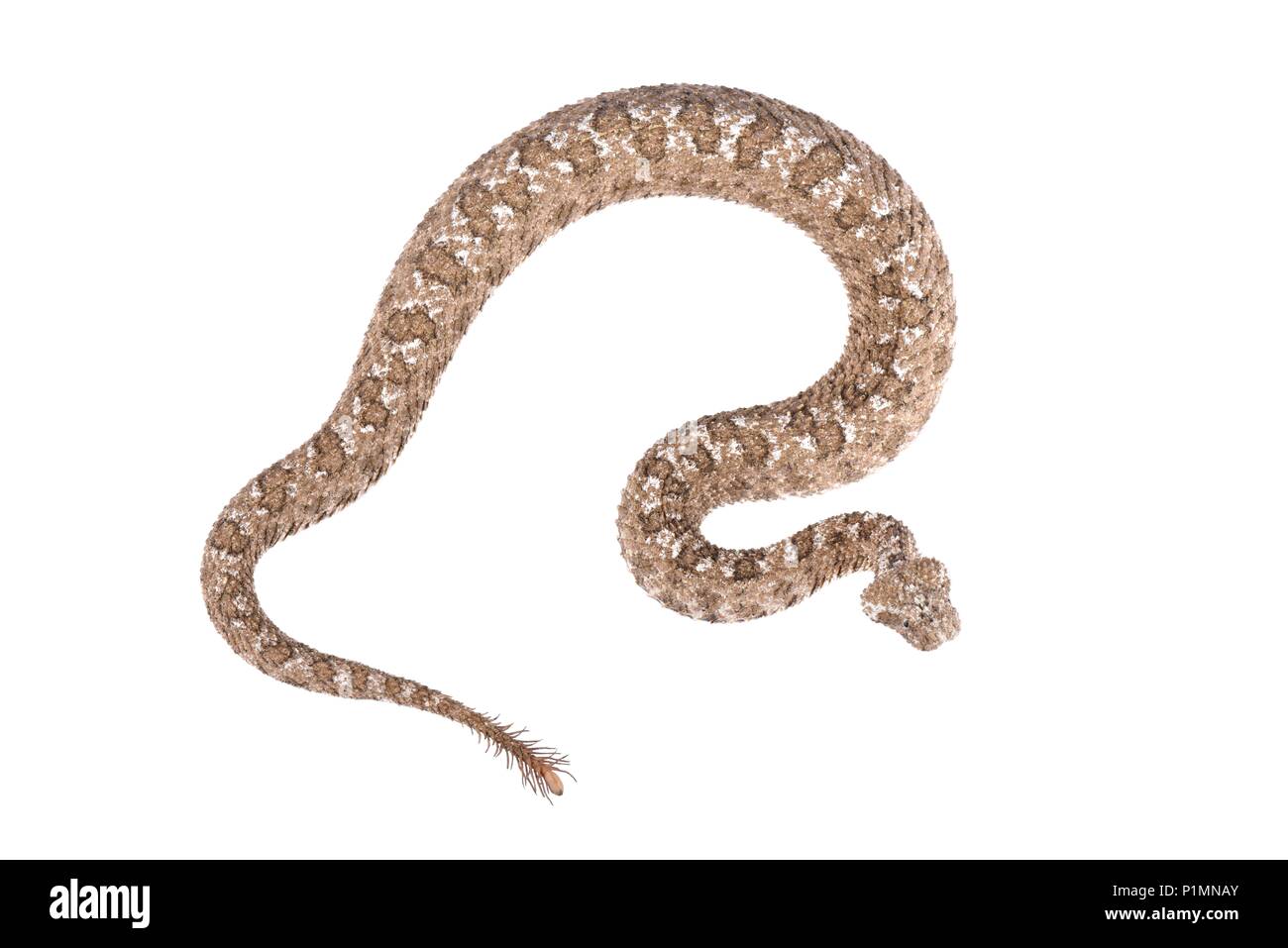 Die Spider-tailed horned Viper (Pseudocerastes urarachnoides) ist eine Pflanzenart aus der Gattung der Viper endemisch auf westlichen Iran im Jahre 2006 beschrieben wurde. Der Kopf Stockfoto