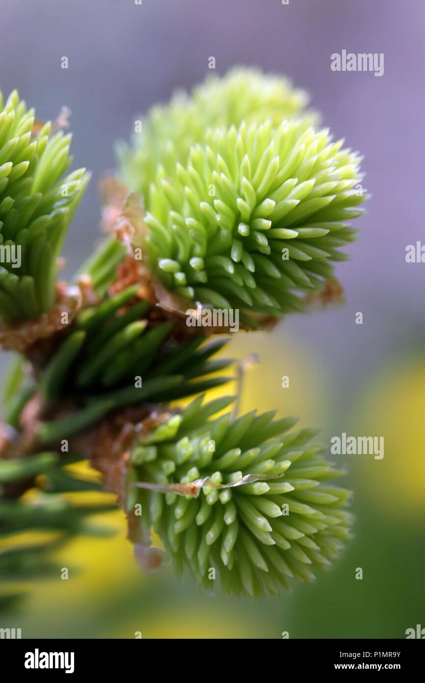 Neue weiche Nadeln aus Fichte, Picea abies, traditionelle Heilpflanzen Stockfoto