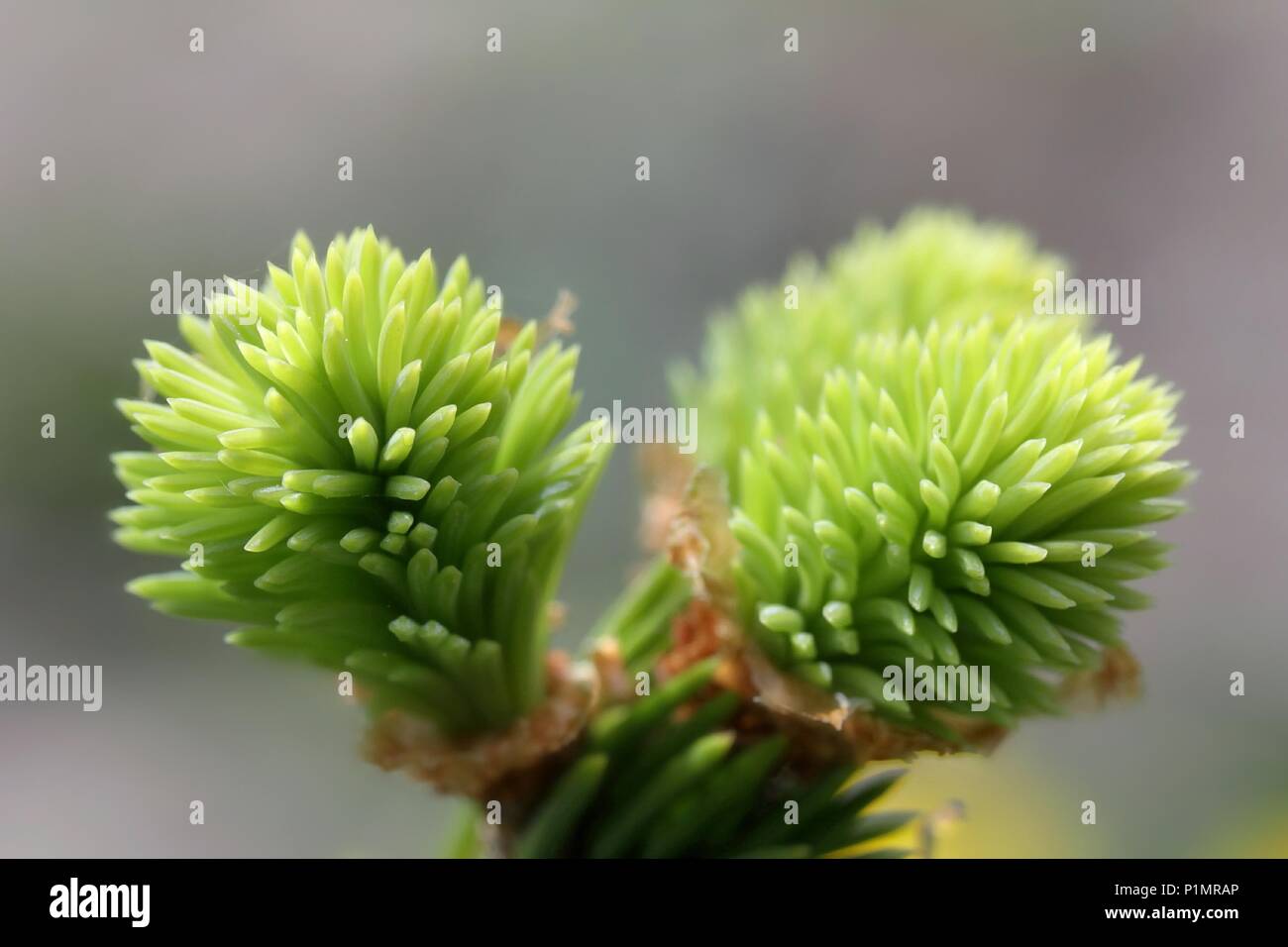 Neue weiche Nadeln aus Fichte, Picea abies, traditionelle Heilpflanzen Stockfoto