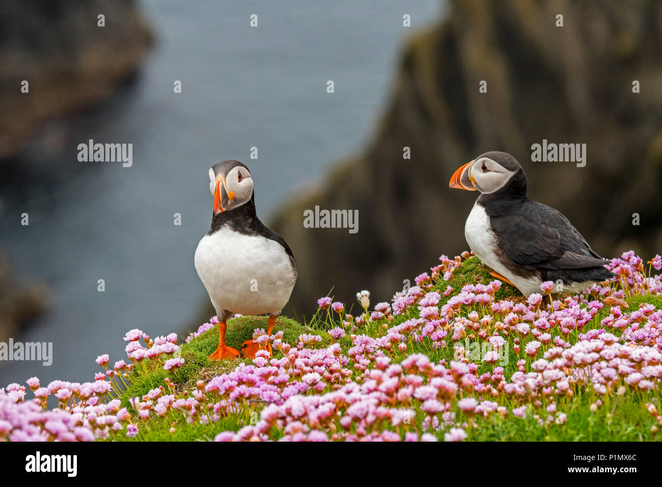 Zwei atlantischen Papageitaucher (Fratercula arctica) Zucht im Gefieder auf Klippe in seabird Kolonie in Sumburgh, Shetland Inseln, Schottland, Großbritannien Stockfoto