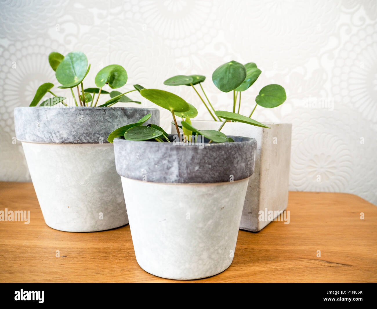 Drei pilea peperomioides oder Pfannkuchen Anlage (Urticaceae) auf einem Holztisch Stockfoto