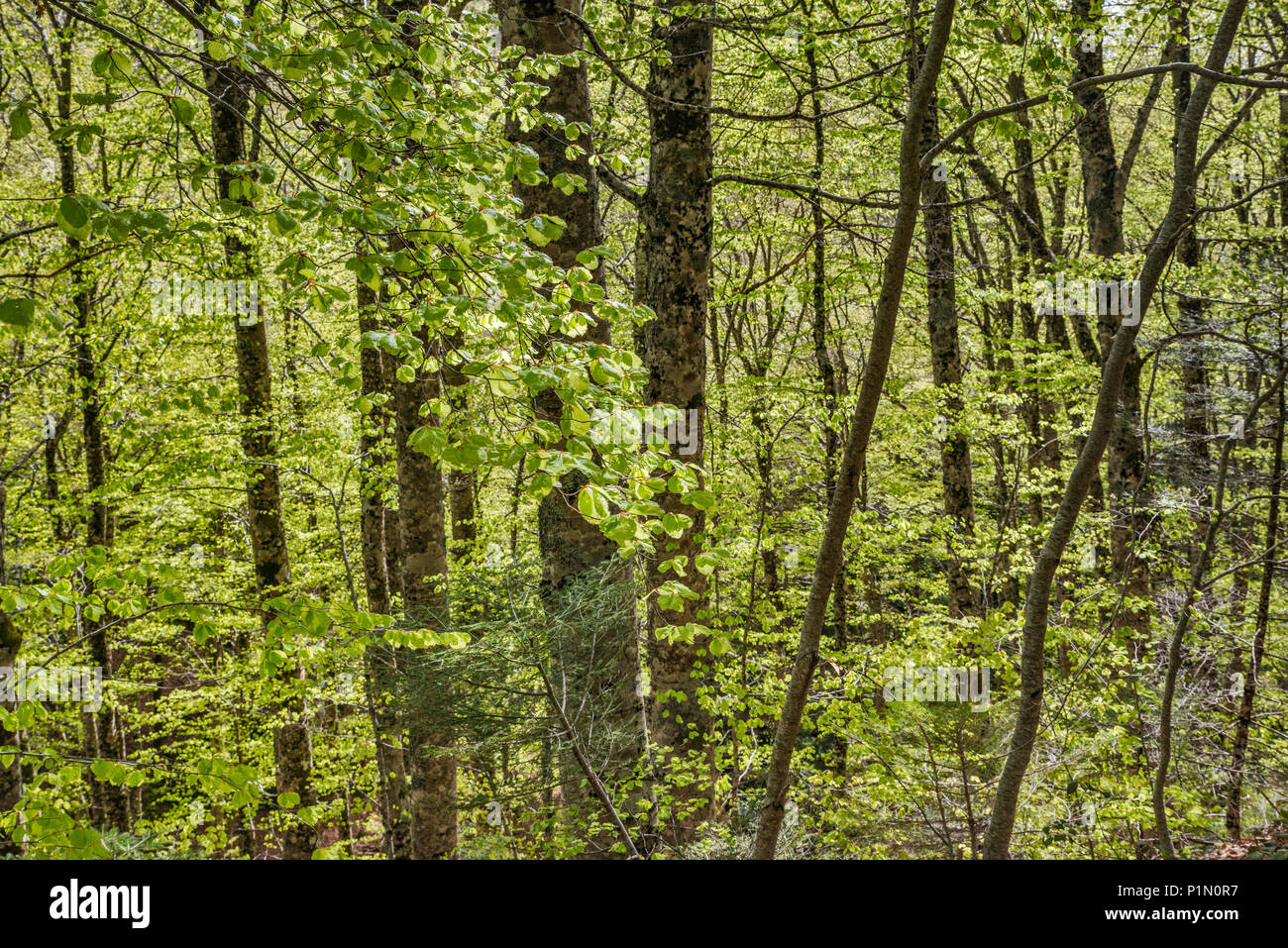 Die Buche (Fagus sylvatica) Wald, Nationalpark Aspromonte, Kalabrien, Italien Stockfoto