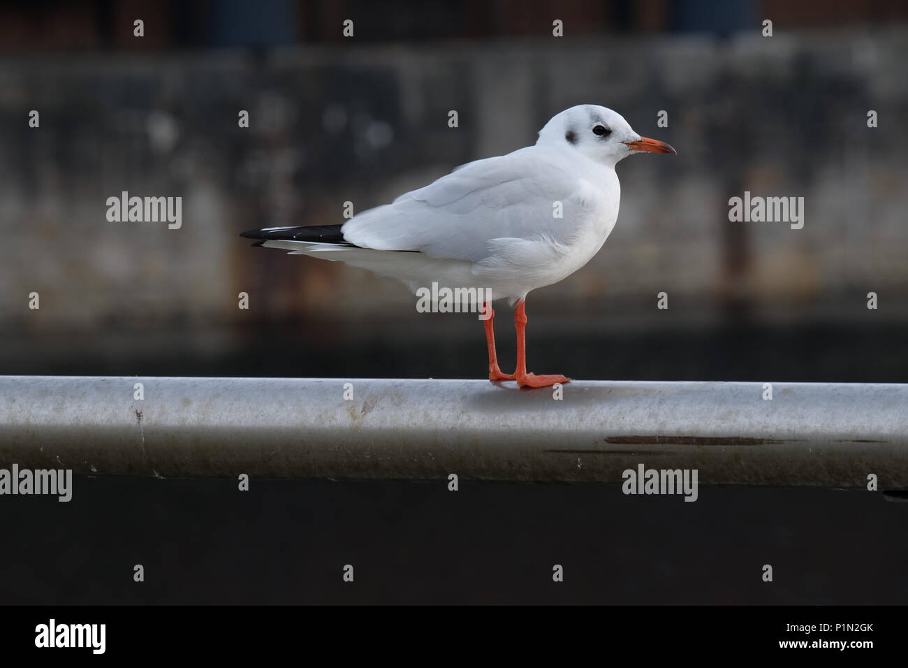 Vogel Stockfoto