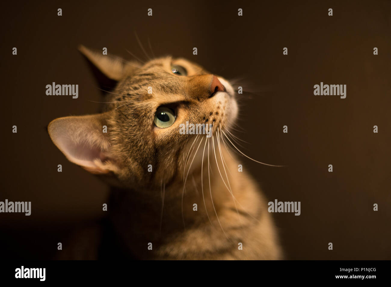 Eine Seitenansicht von Tabby cat Nach oben Stockfoto