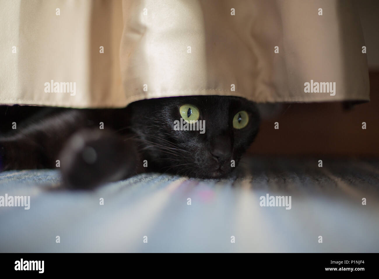 Eine schwarze Katze peering unter einem Vorhang Stockfoto