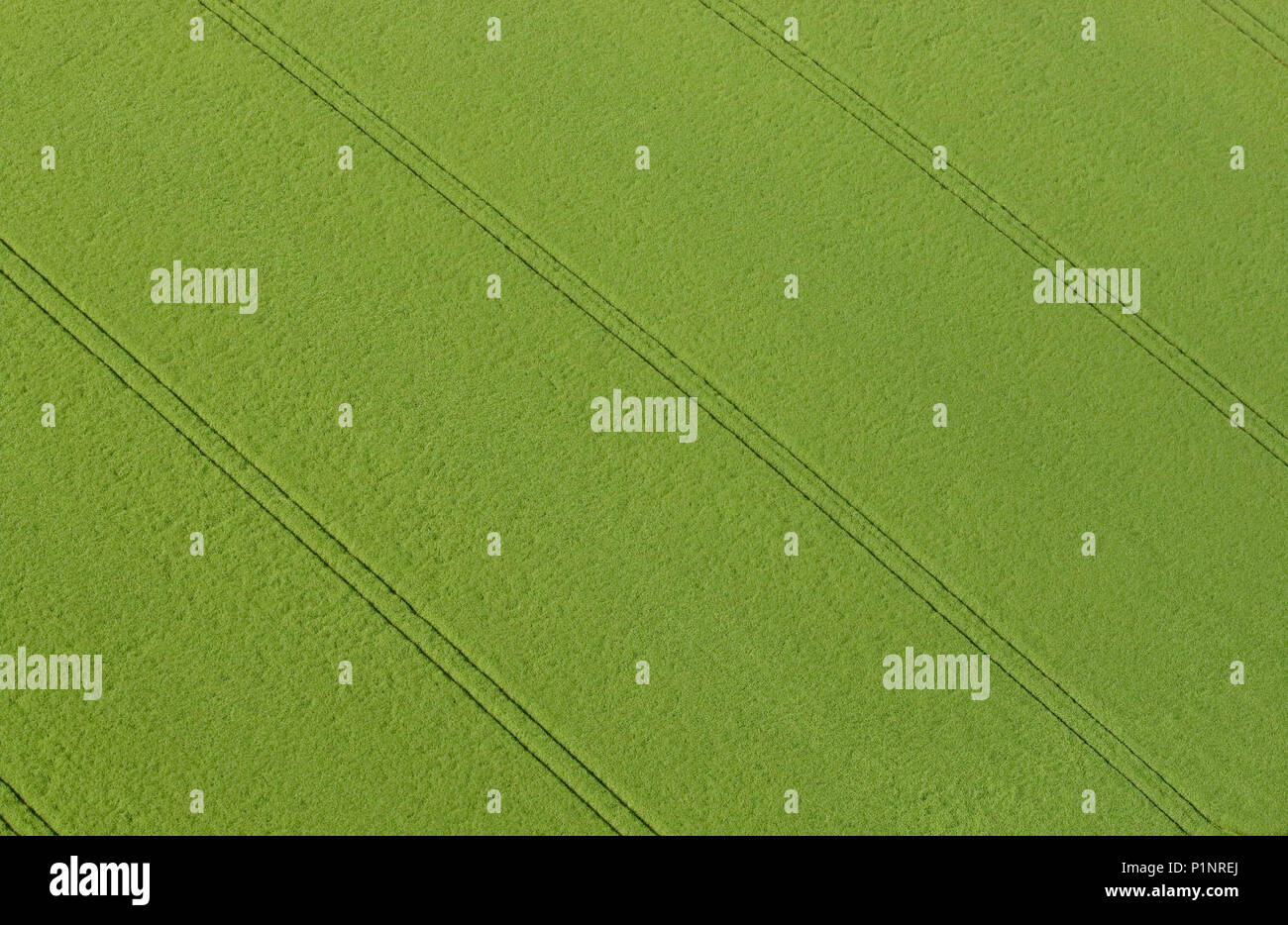Vogelperspektive auf grünes Feld mit parallelen Linien. Stockfoto