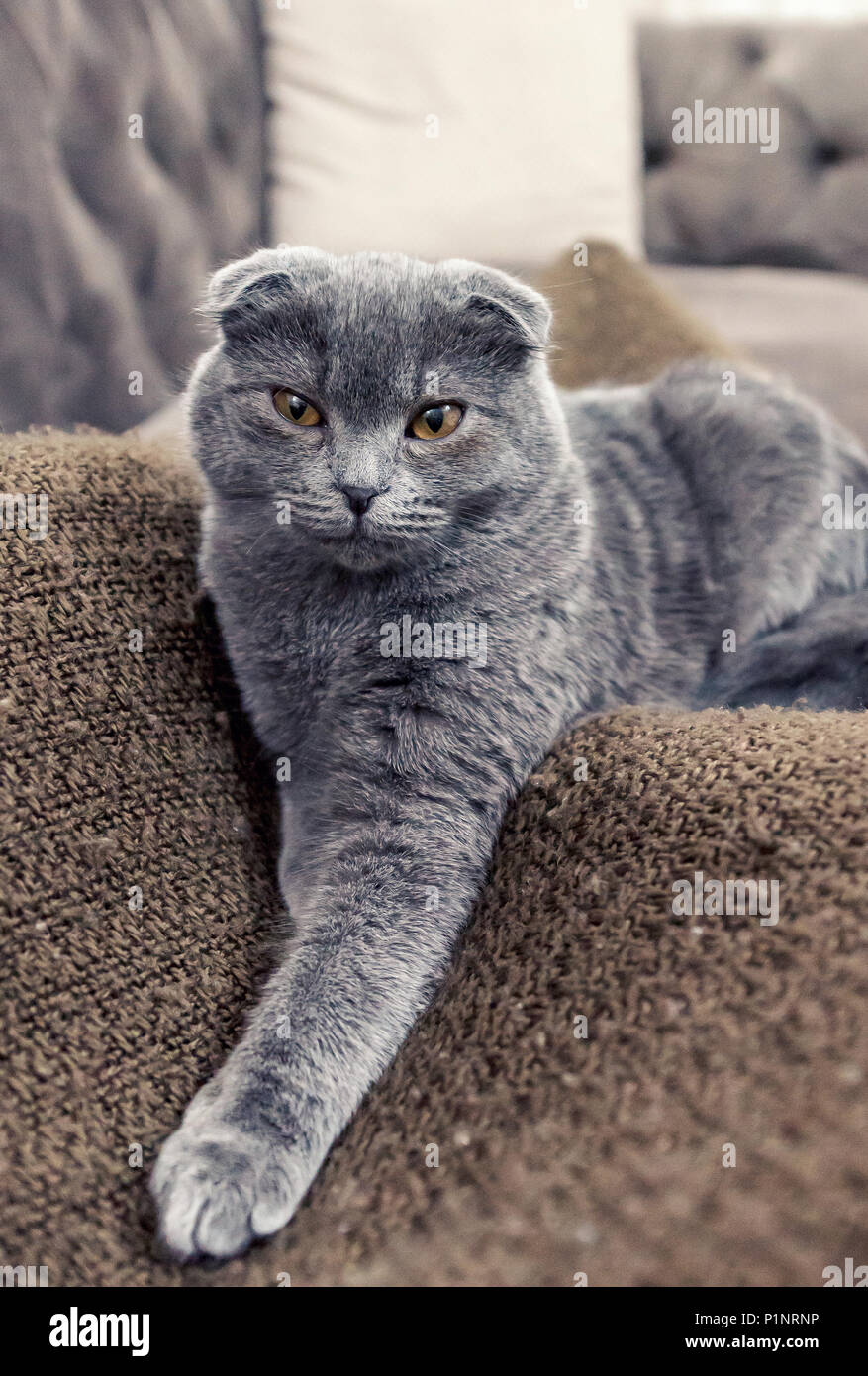 Blau schottische fold Katze auf Kamera posieren Stockfoto