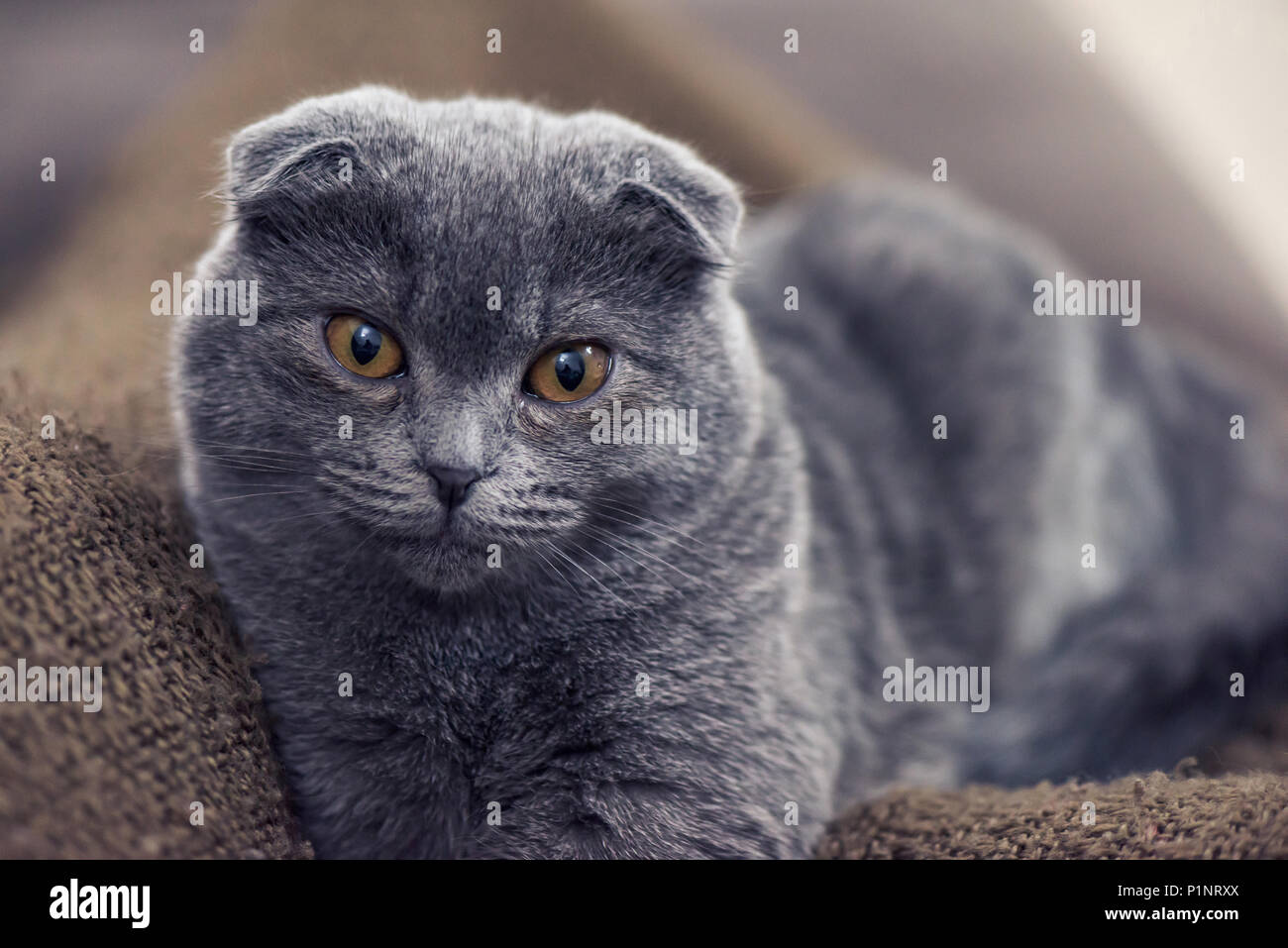 Blau schottische fold Katze auf Kamera posieren Stockfoto