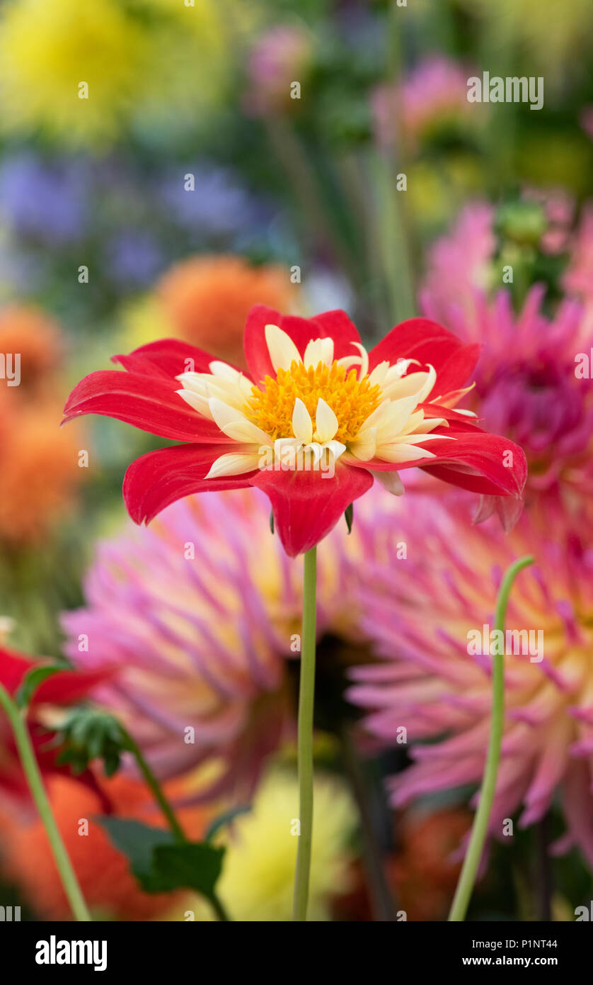 Dahlie 'La Gioconda' auf dem Display eine Blume zeigen. Großbritannien Stockfoto