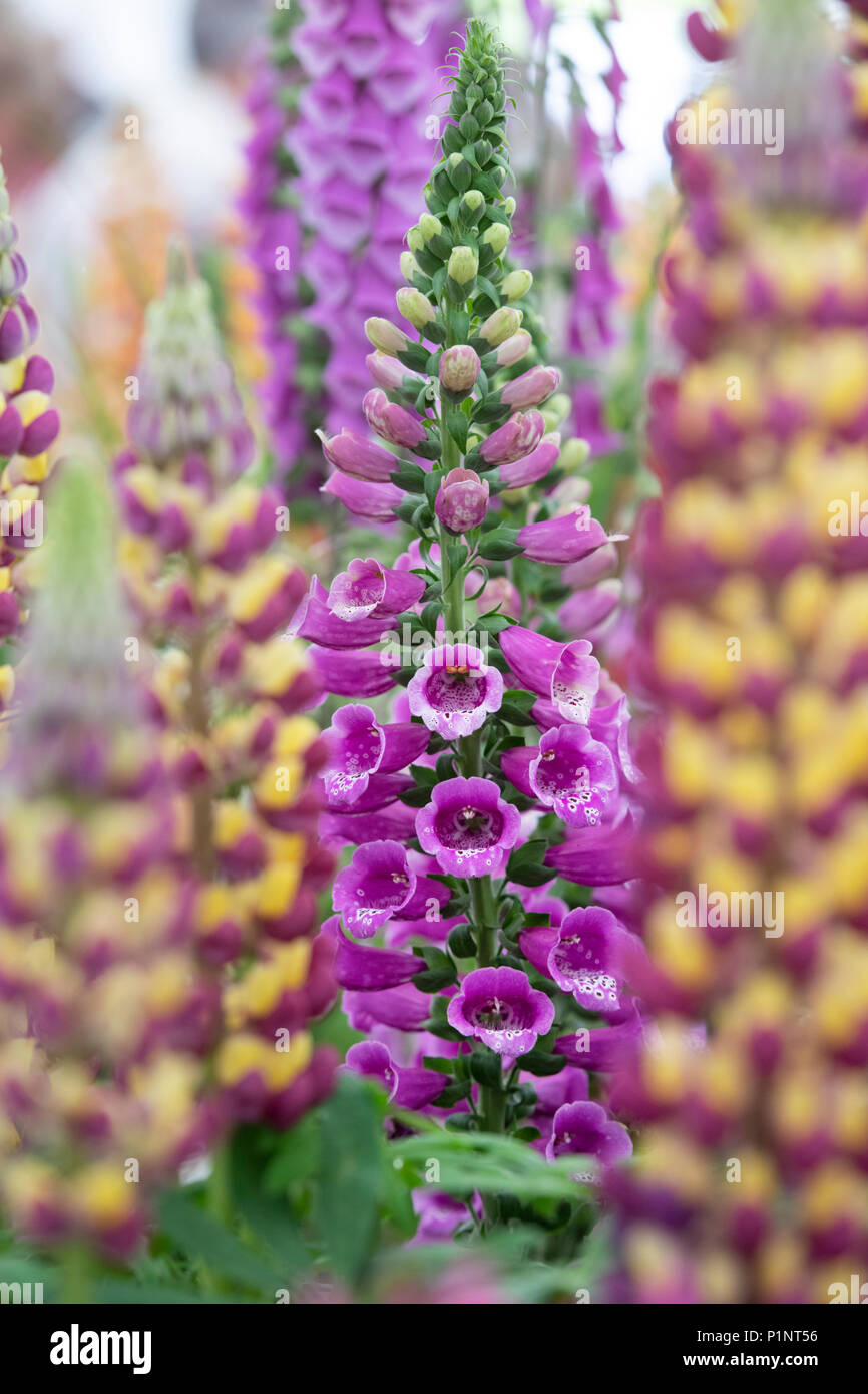 Digitalis purpurea 'almatian Purple'. Fingerhut "almatian Purple' auf einem Display eine Blume zeigen. Großbritannien Stockfoto