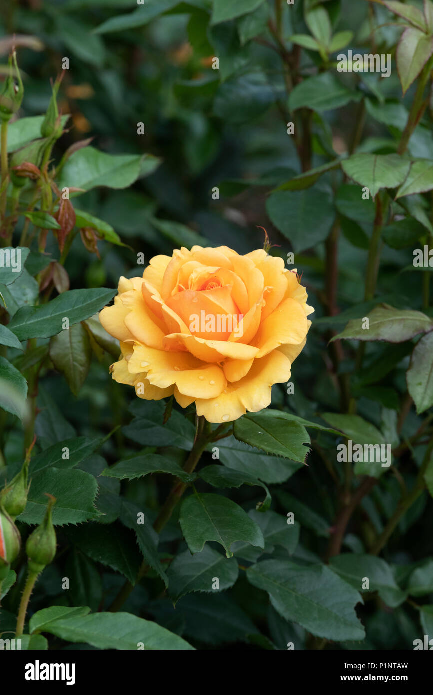 Rosa 'Golden Beauty'/Korberbeni. Cluster-blühenden Bush Rose Stockfoto