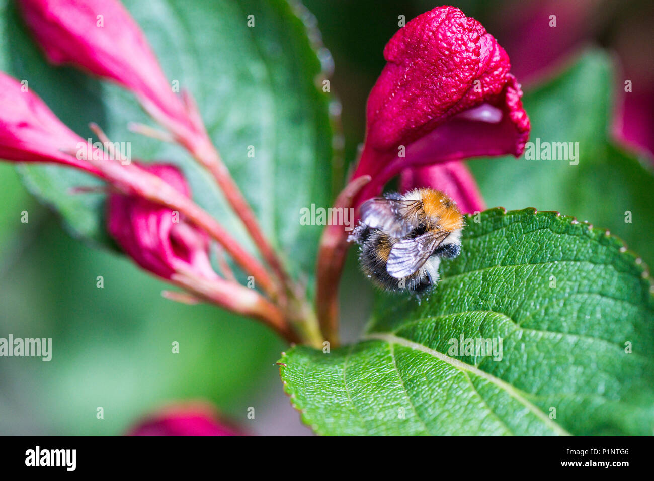 Eine Biene auf der Blume eines Weigela 'Bristol Ruby' Stockfoto