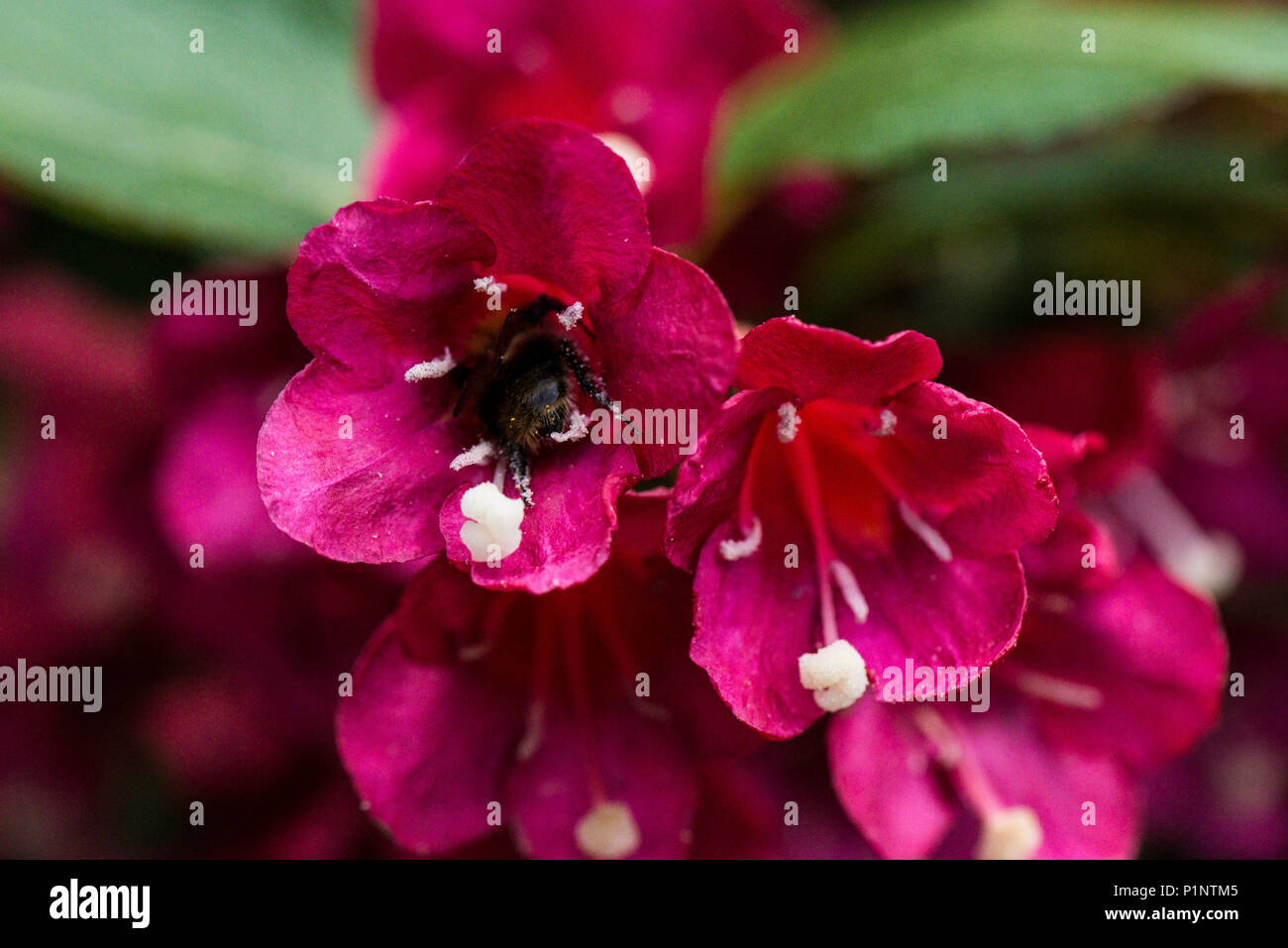Eine Biene auf der Blume eines Weigela 'Bristol Ruby' Stockfoto