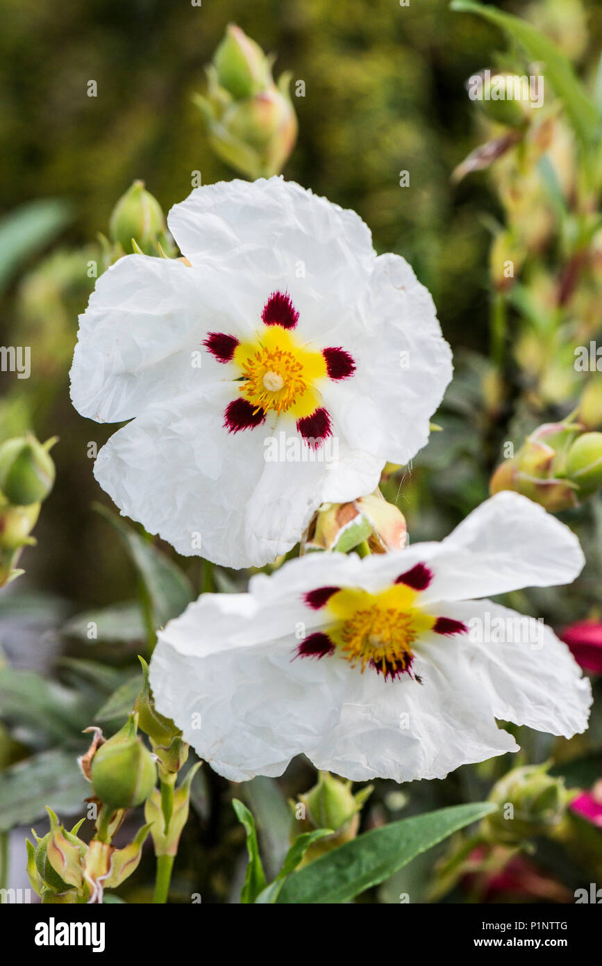 Gemeinsame Gummi Zistrosen (Cistus × cyprius) Blumen Stockfoto