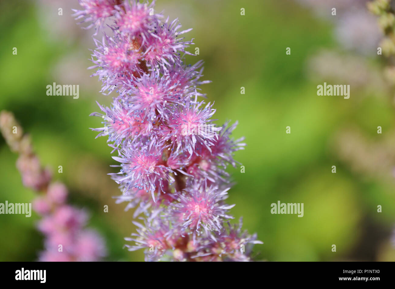 Feder wie Blüten der astilbe chinensis var.pumila, ein lila und rosa blühenden Garten Anlage Stockfoto