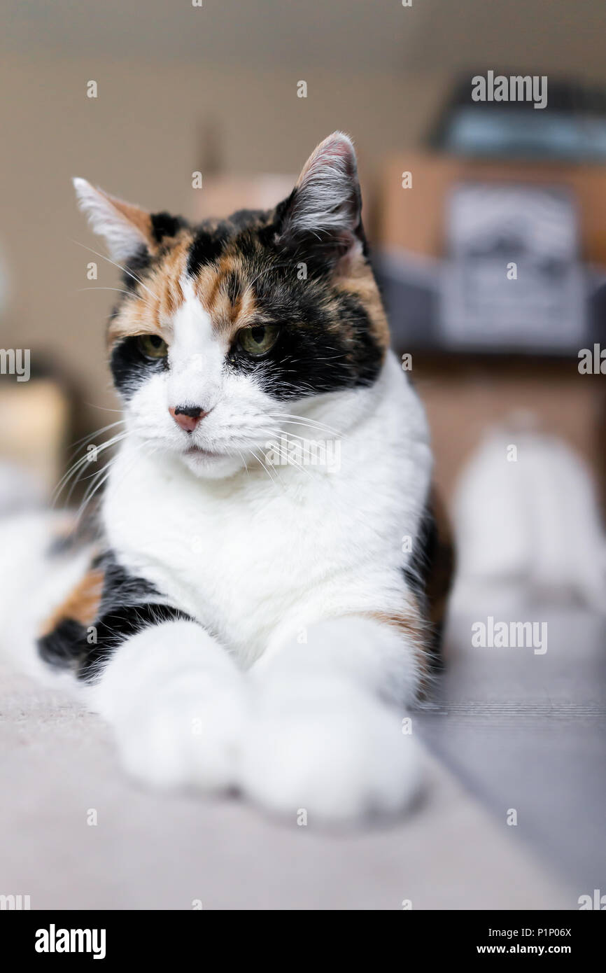 Nahaufnahme von einem traurigen Calico Katze liegend auf dem Boden im Zimmer mit traurigen Augen schaut unglücklich Vertikale wütend Stockfoto
