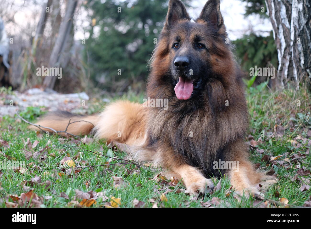 Deutscher Schäferhund Stockfoto
