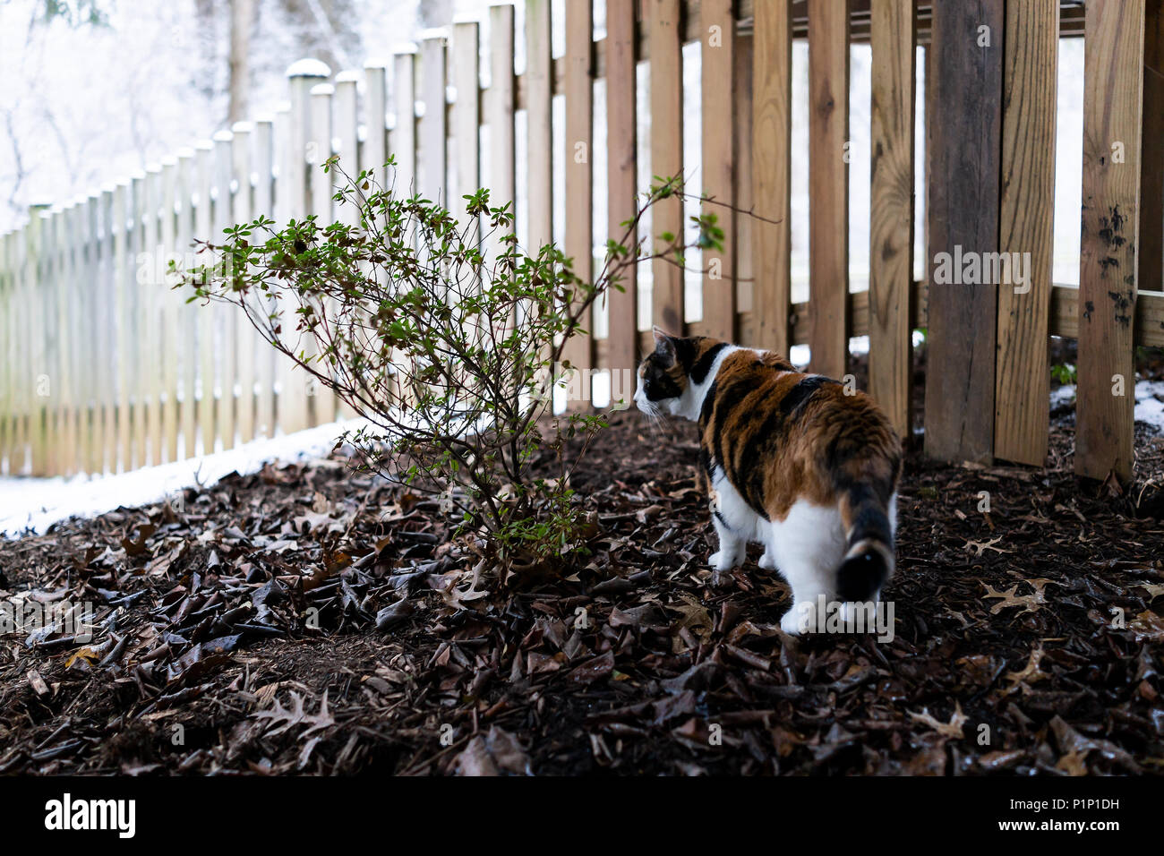Calico Cat neugierig erkunden Haus Hinterhof unter Deck