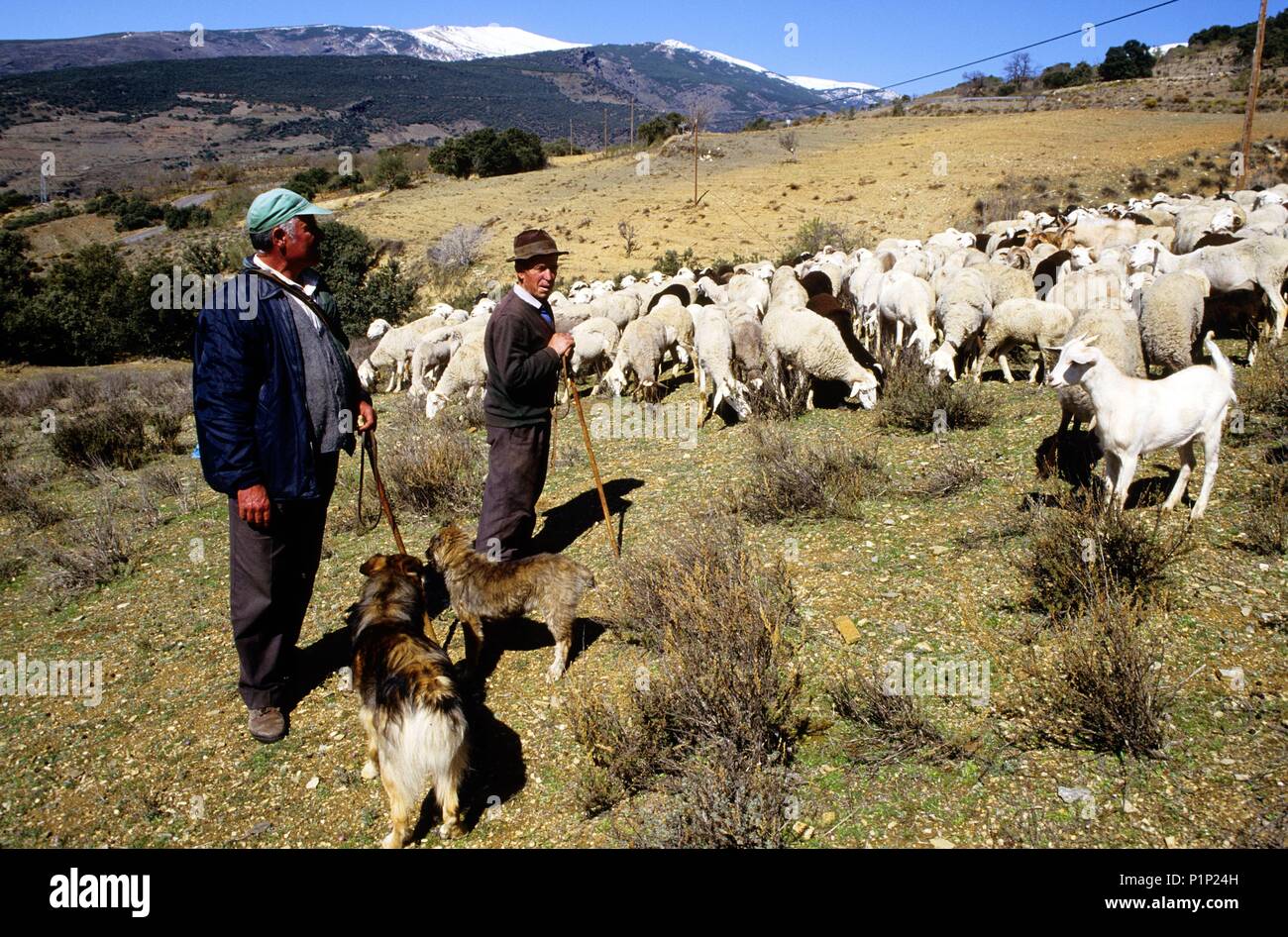 Alta Alpujarra, Hirten und Schafe; im Hintergrund: Sierrra Nevada Bergkette. Stockfoto