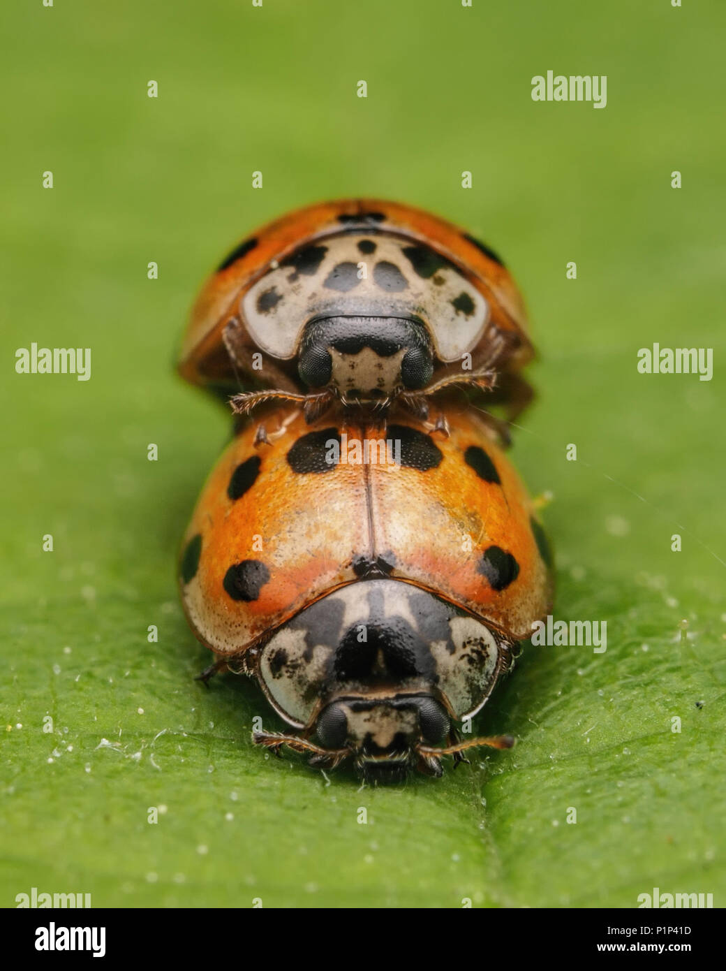 Vorderansicht der Paarung 10 Punkt Marienkäfer (Adalia decempunctata) auf Blatt. Tipperary, Irland Stockfoto