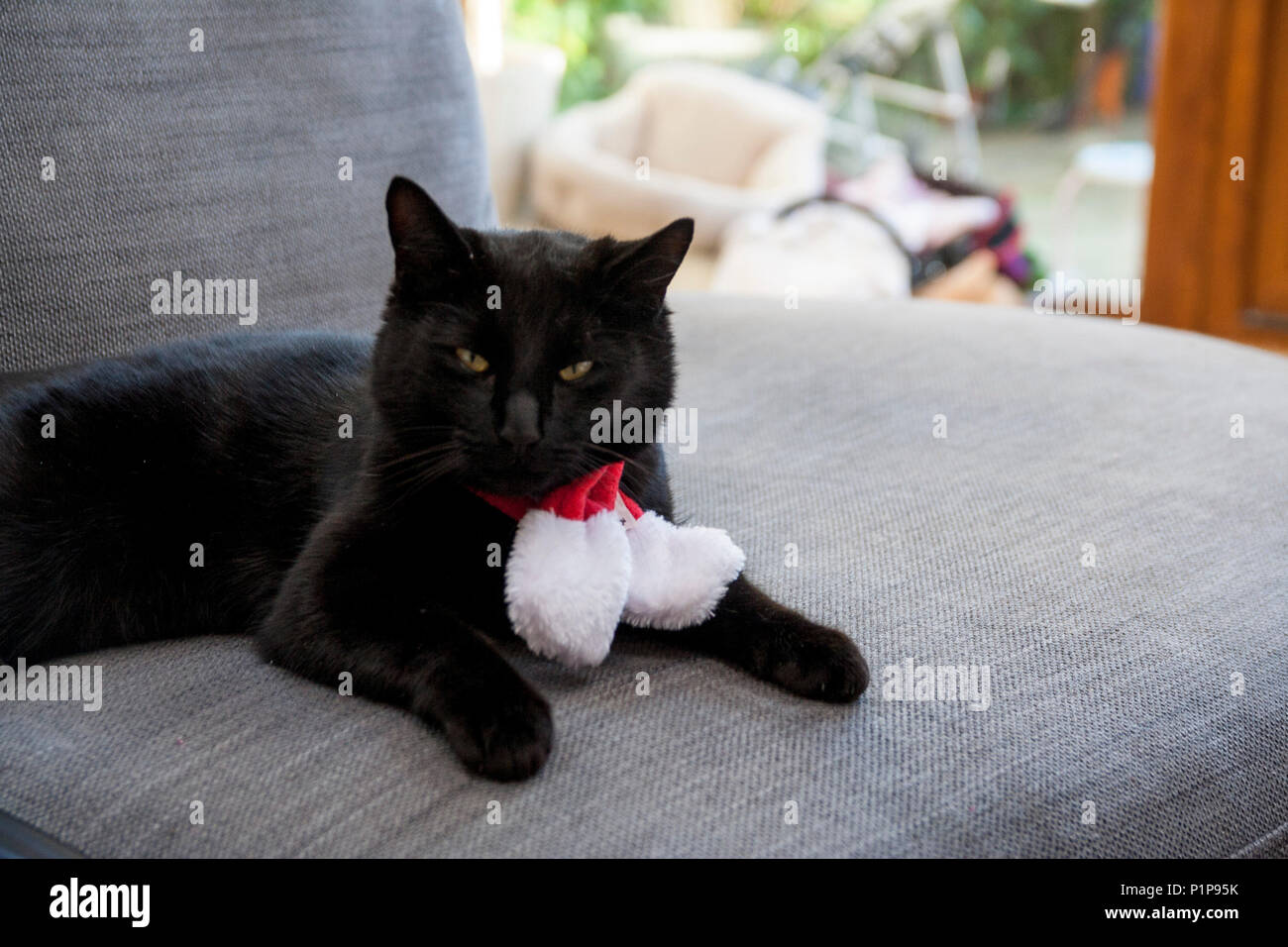 katze verkleiden sich stockfotos und bilder kaufen alamy