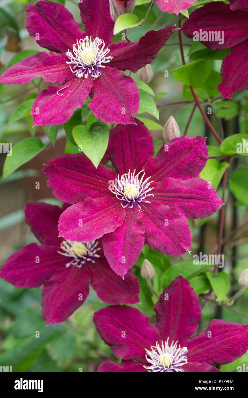 Clematis 'Rosemoor' Blumen. Stockfoto