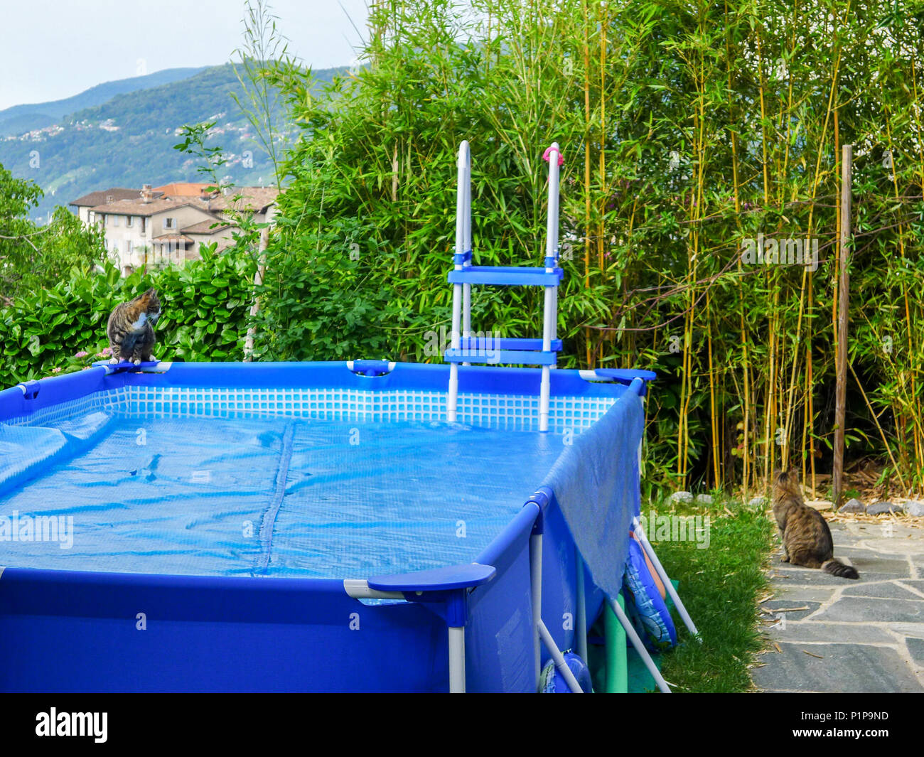 Katzen untersucht einen Garten outdoor Kunststoff Swimmingpool mit Leiter  und Stöcke, temporäre, zusammenklappbar, Schweiz Stockfotografie - Alamy