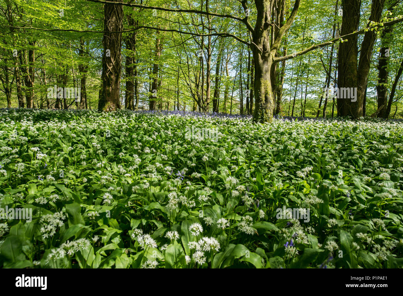 Teppich von blühenden Bärlauch unter einer Buche im Frühjahr mit Glockenblumen in der Ferne. Stockfoto
